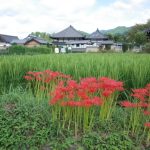 飛鳥寺　彼岸花