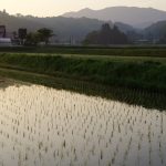 田植え